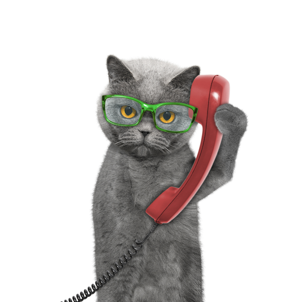 Service client aussi doux qu'un chat Chat gris avec des lunettes au teléphone